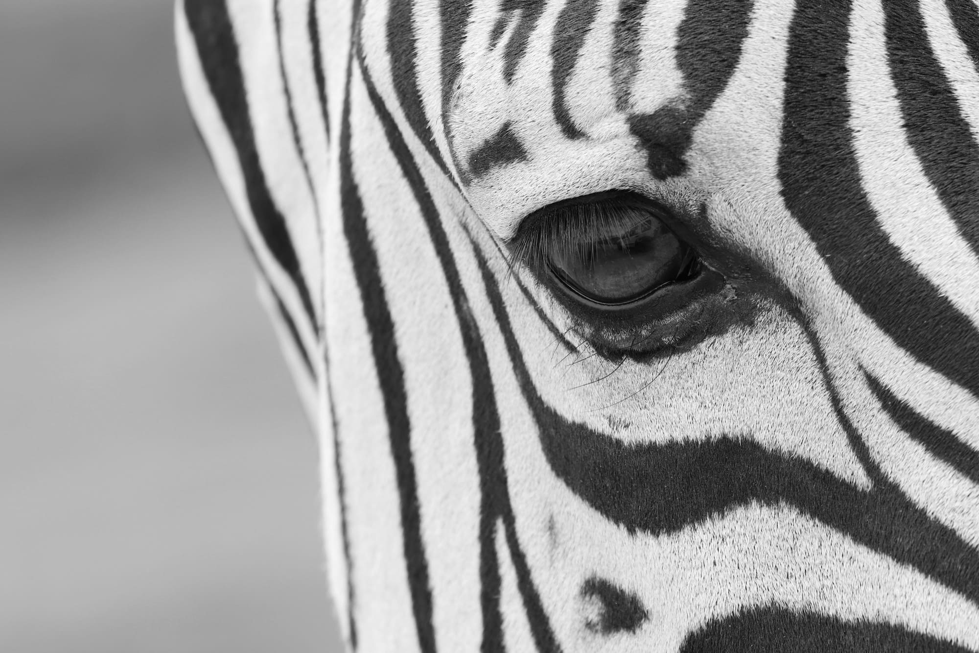 Black and white close-up of zebra face representing biometric identity